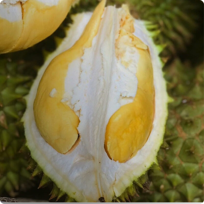 Sầu Riêng Black Thorn